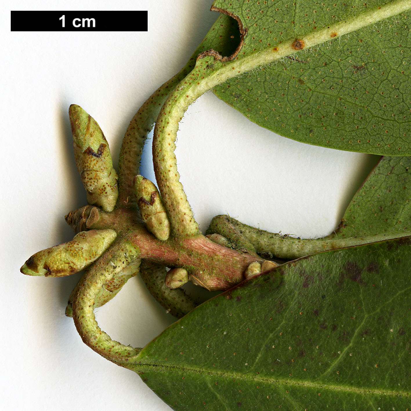 High resolution image: Family: Ericaceae - Genus: Rhododendron - Taxon: augustinii - SpeciesSub: subsp. chasmanthum